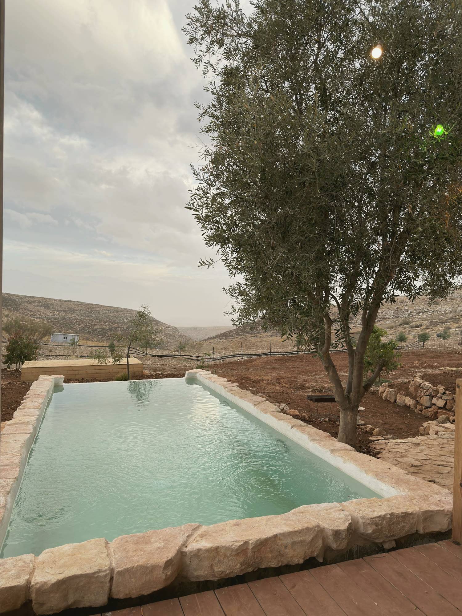 הבריכה ועץ הזית, והגבעות מאחור