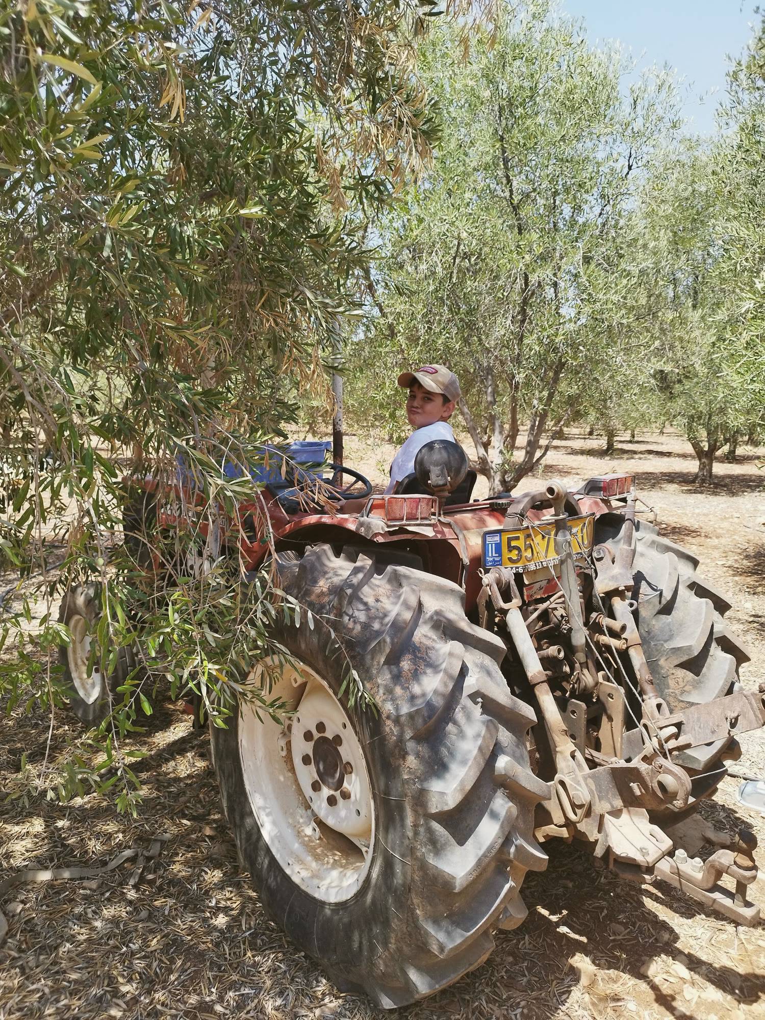 טרקטור גורר את הבית בין עצי הזית